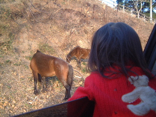 馬の人